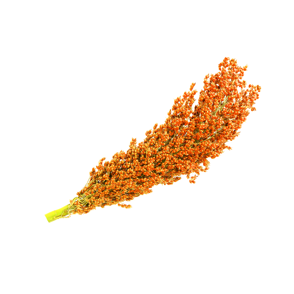 ingredience-grafika/cirok