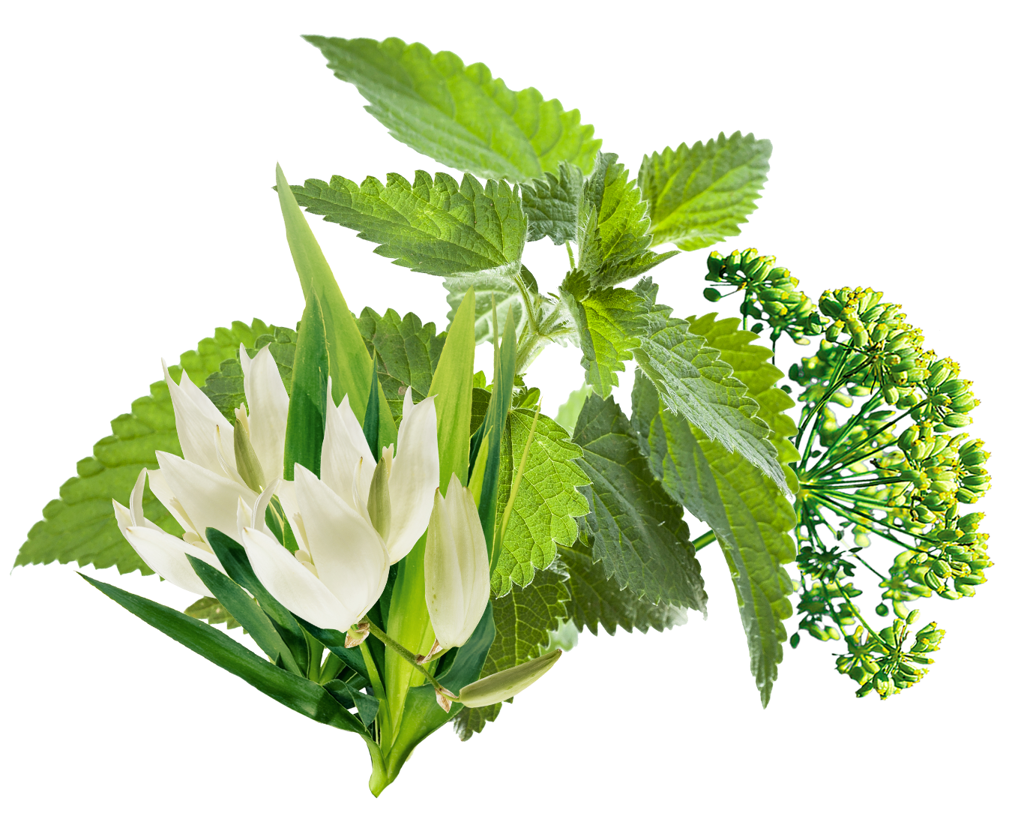 ingredience-grafika/herbal_complex_orez