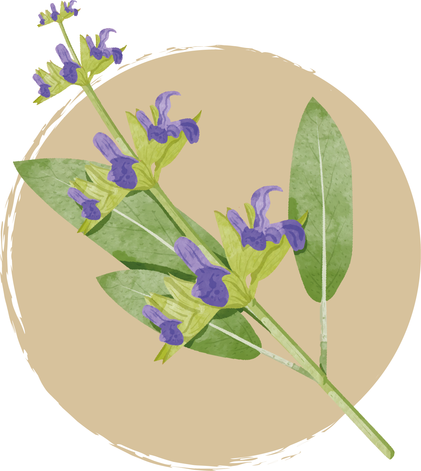 ingredience-grafika/ingrdience-selection-cat/sage