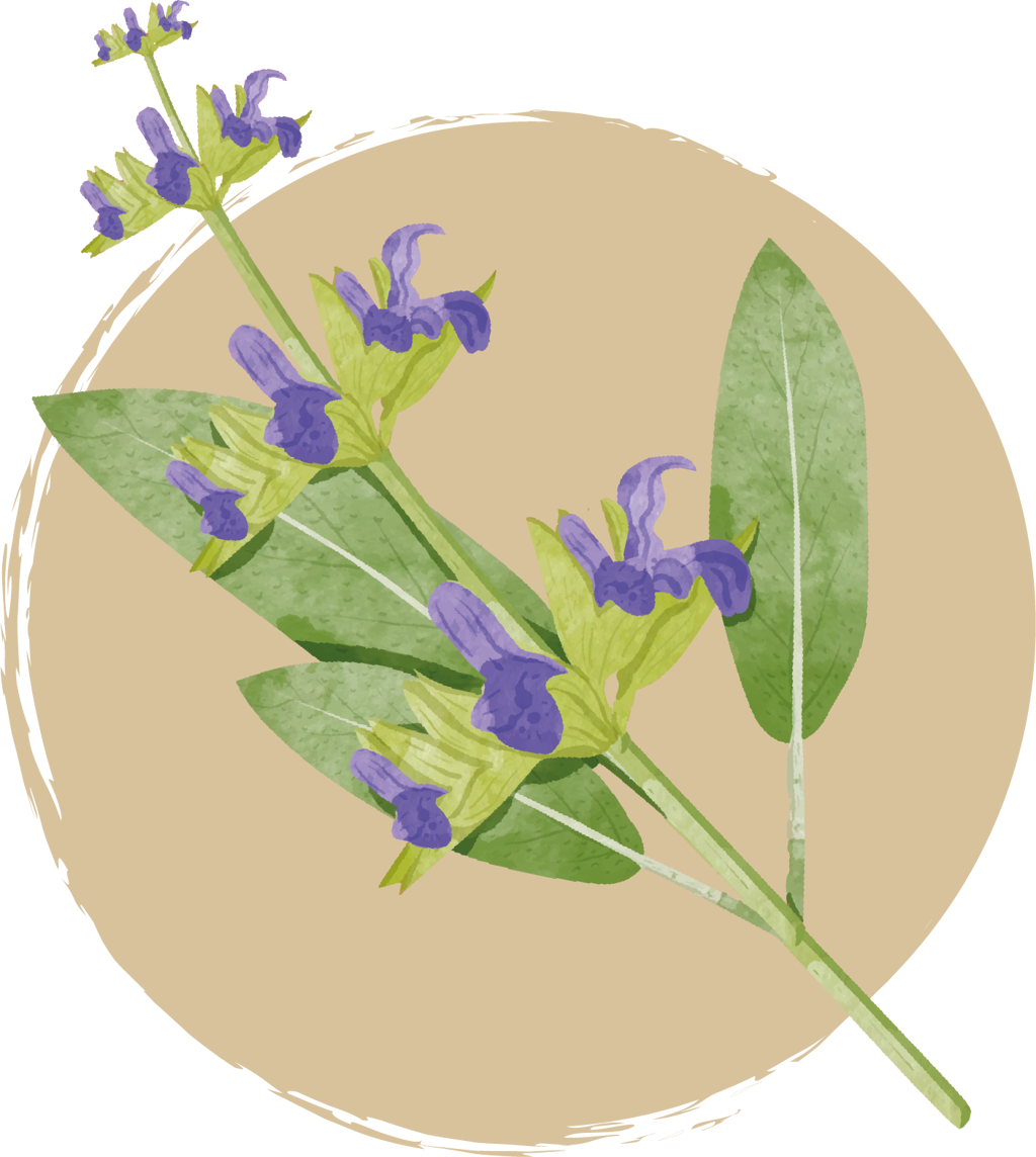 ingredience-grafika/ingrdience-selection-cat/sage