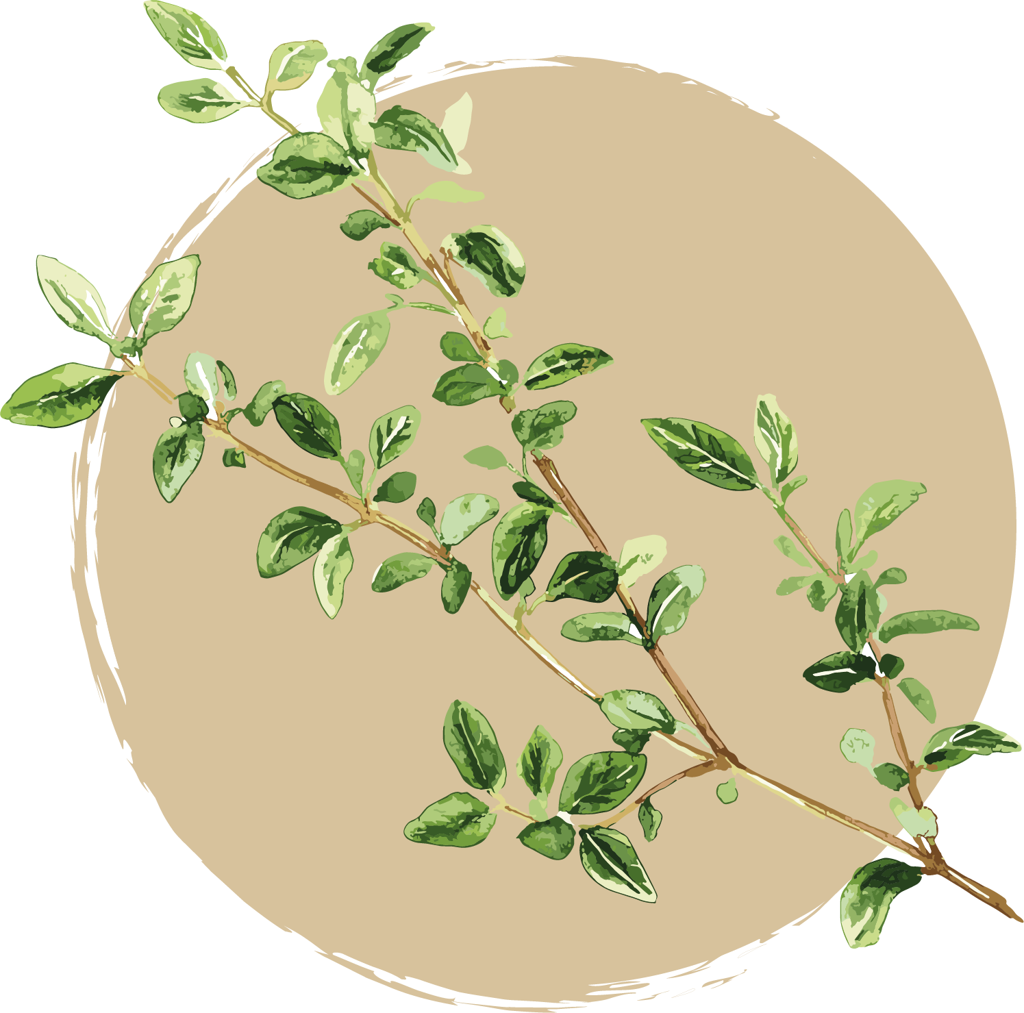 ingredience-grafika/ingrdience-selection-cat/thyme