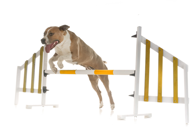 ingredience-grafika/ingredience-salmo-oleje/skakaci_pes