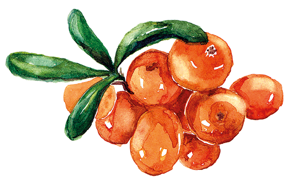 ingredience-grafika/ingredience-selection/rakytnik