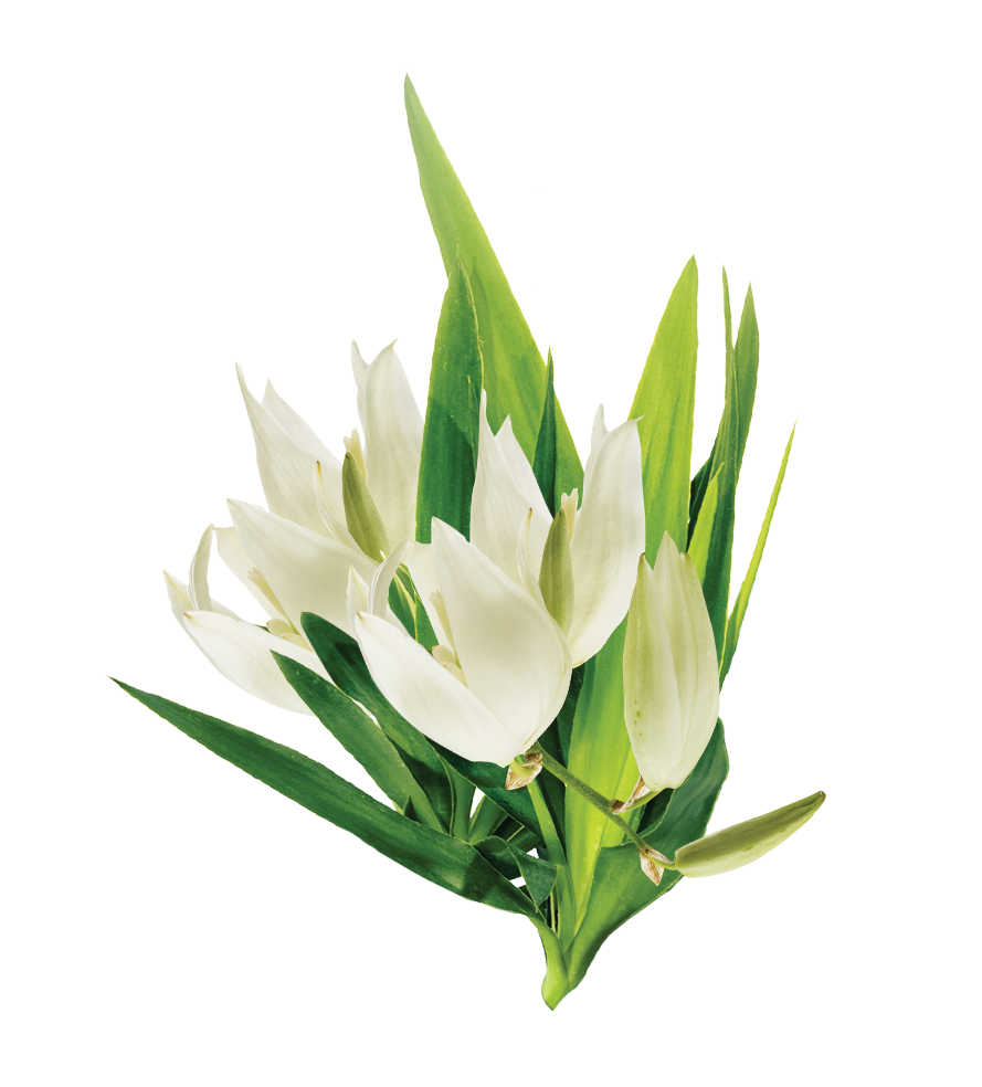 ingredience-grafika/yuca