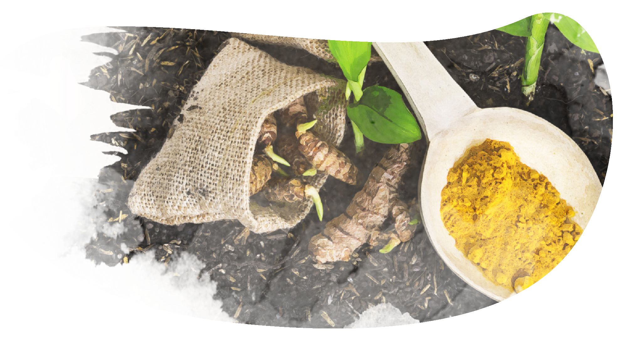 obecna-grafika/grafika-mini/kurkuma_1